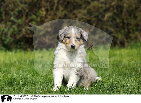 American Collie Puppy / JH-25777