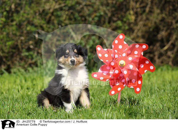 American Collie Puppy / JH-25779