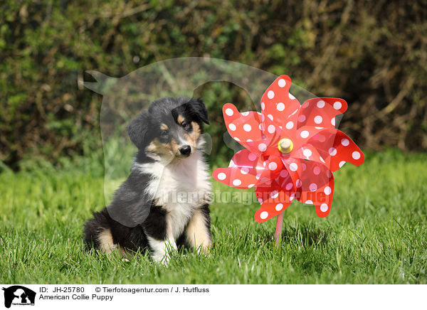 American Collie Puppy / JH-25780