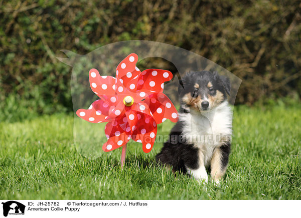American Collie Puppy / JH-25782