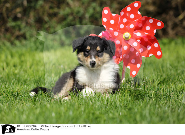 American Collie Puppy / JH-25784