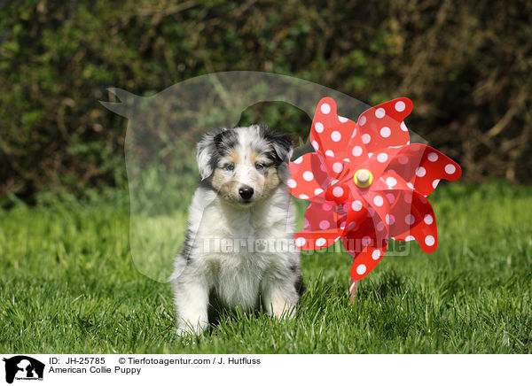 American Collie Puppy / JH-25785