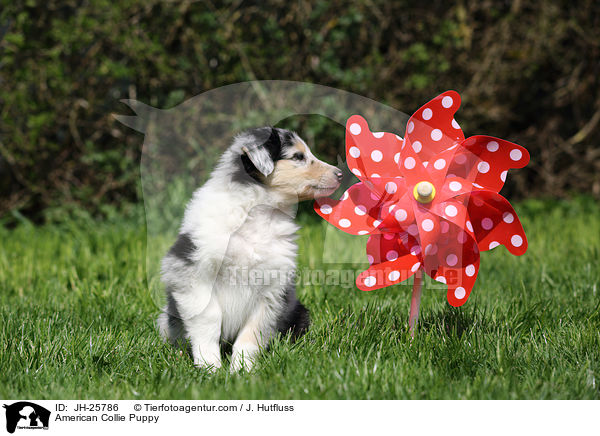 American Collie Puppy / JH-25786