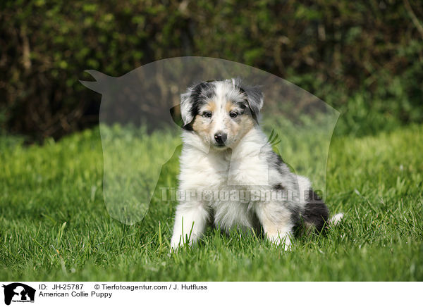 American Collie Puppy / JH-25787