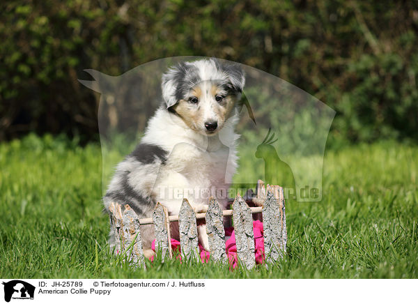 American Collie Puppy / JH-25789