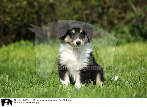 American Collie Puppy / JH-25790
