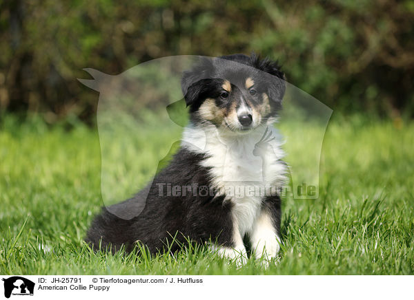American Collie Puppy / JH-25791