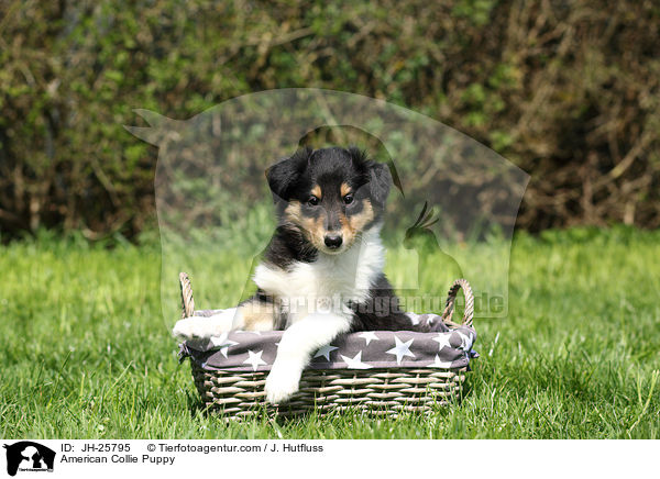 American Collie Puppy / JH-25795
