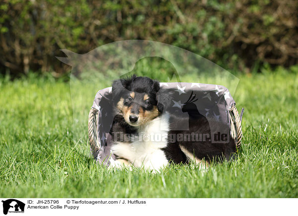 American Collie Puppy / JH-25796