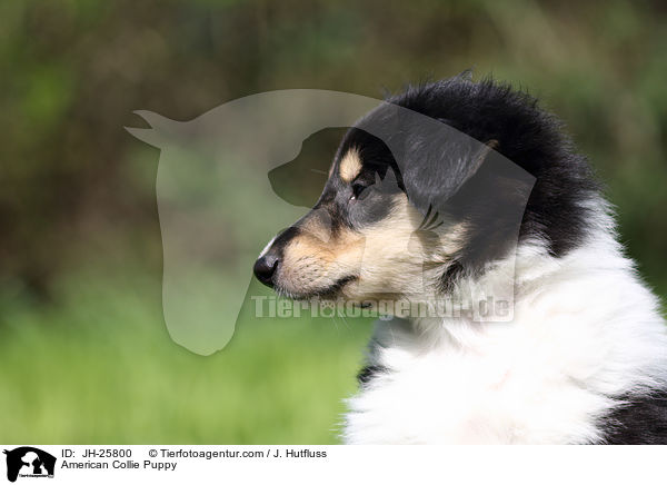 American Collie Puppy / JH-25800