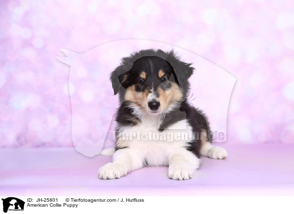 American Collie Puppy / JH-25801
