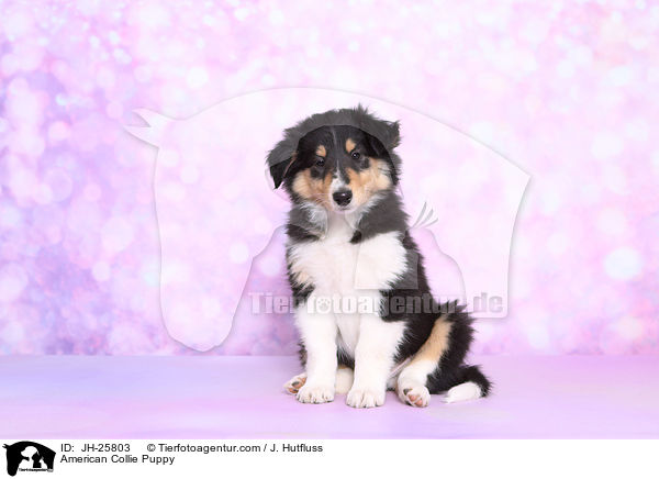 American Collie Puppy / JH-25803