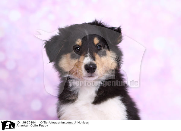 American Collie Puppy / JH-25804