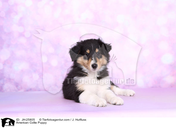 American Collie Puppy / JH-25805