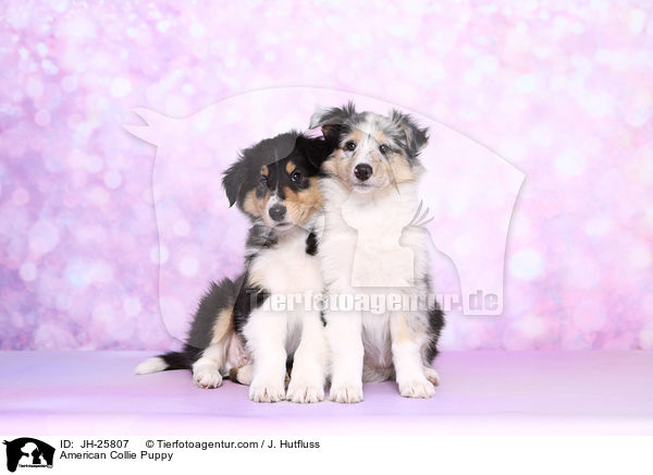American Collie Puppy / JH-25807