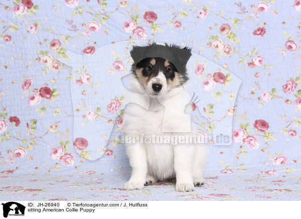 sitting American Collie Puppy / JH-26940