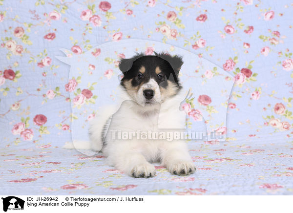 lying American Collie Puppy / JH-26942