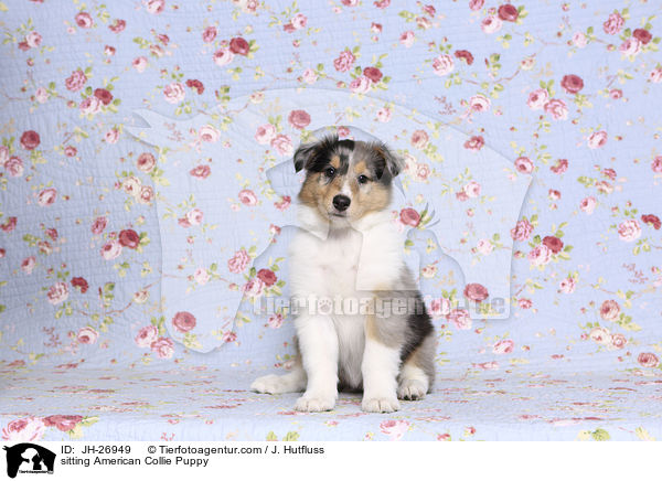 sitting American Collie Puppy / JH-26949