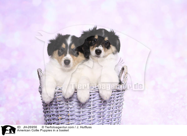 American Collie Puppies in a basket / JH-26956