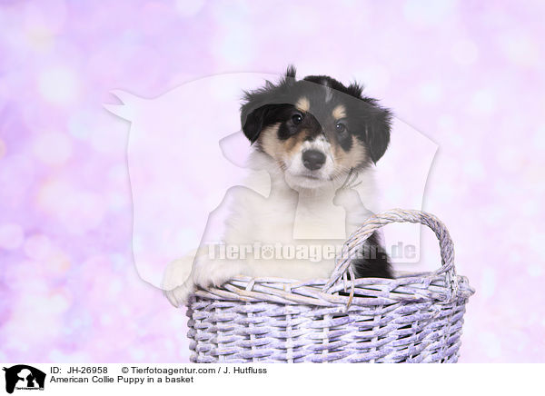 American Collie Puppy in a basket / JH-26958