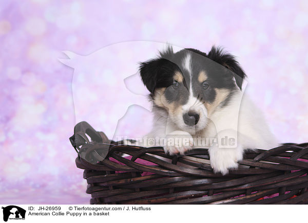 American Collie Puppy in a basket / JH-26959