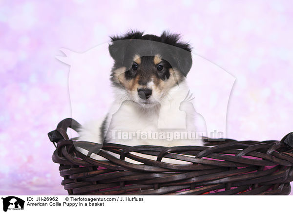 American Collie Puppy in a basket / JH-26962