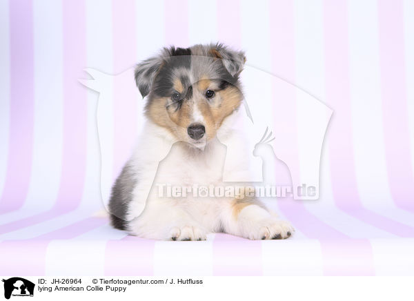 lying American Collie Puppy / JH-26964