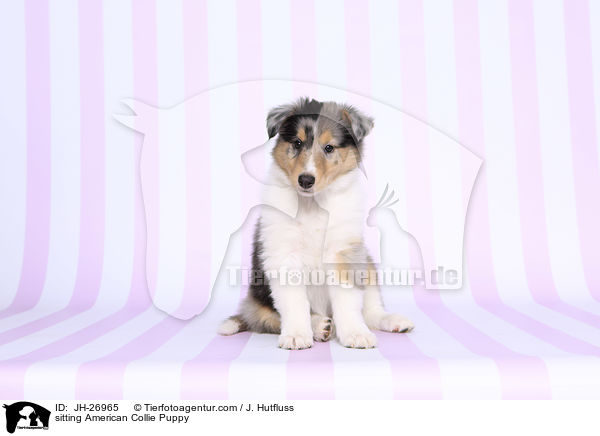 sitting American Collie Puppy / JH-26965