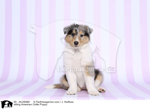 sitting American Collie Puppy / JH-26966