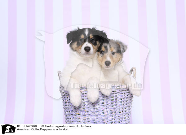 American Collie Puppies in a basket / JH-26969