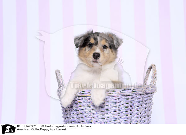 American Collie Puppy in a basket / JH-26971