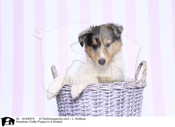 American Collie Puppy in a basket / JH-26974