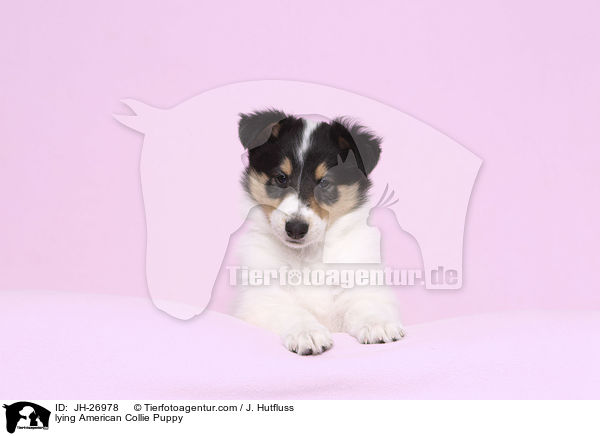lying American Collie Puppy / JH-26978