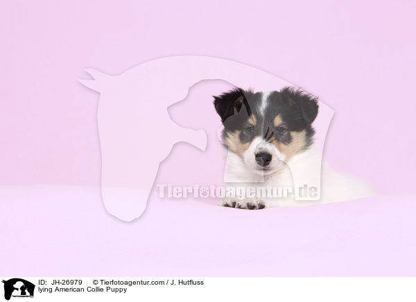 lying American Collie Puppy / JH-26979