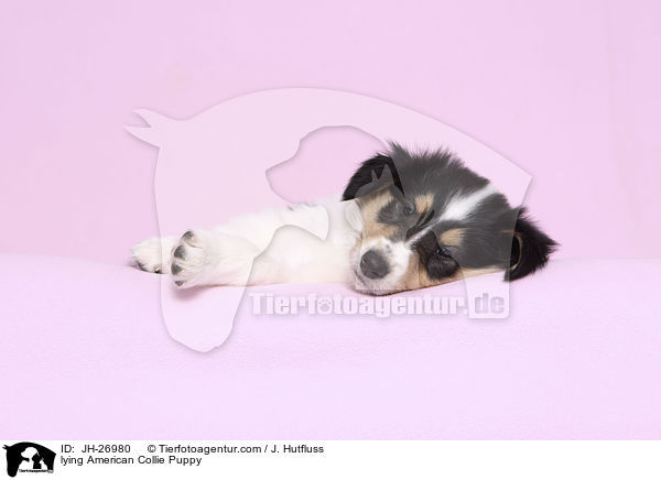 lying American Collie Puppy / JH-26980