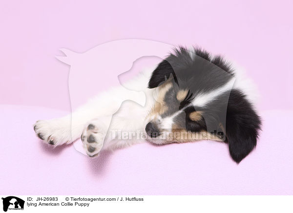 lying American Collie Puppy / JH-26983