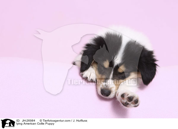 lying American Collie Puppy / JH-26984