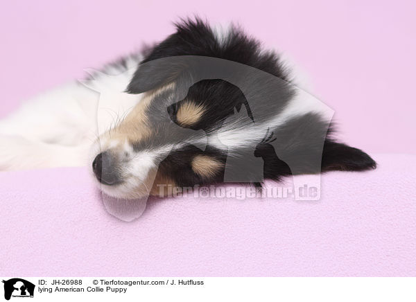 lying American Collie Puppy / JH-26988