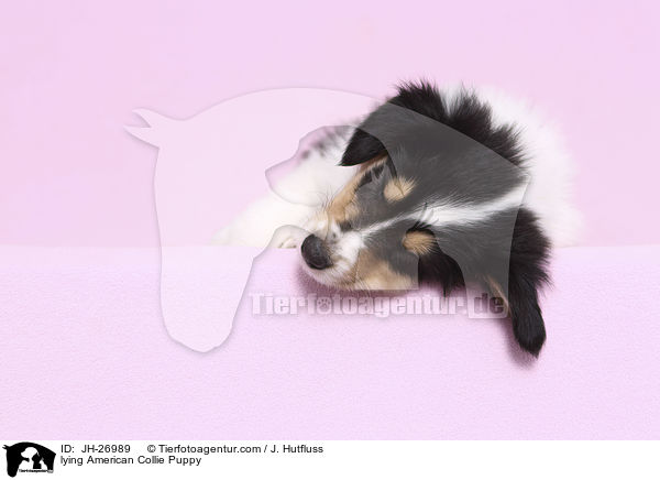 lying American Collie Puppy / JH-26989