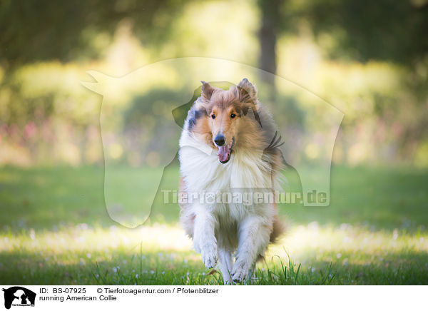 running American Collie / BS-07925