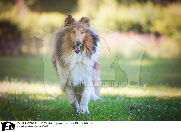 running American Collie / BS-07927