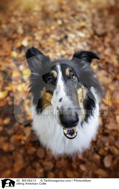 sitting American Collie / BS-08213