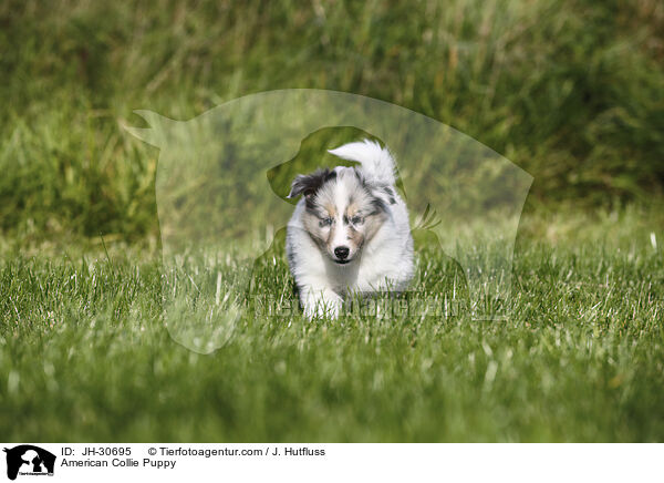 American Collie Puppy / JH-30695