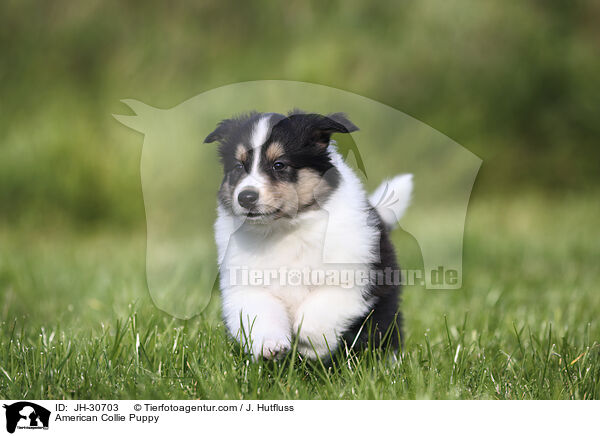 American Collie Puppy / JH-30703
