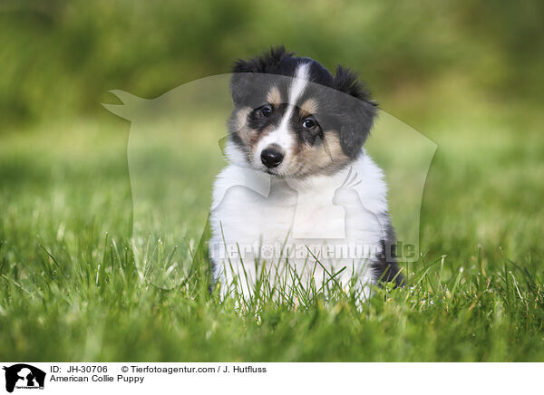 American Collie Puppy / JH-30706