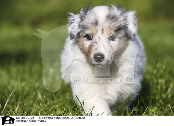 American Collie Puppy / JH-30735