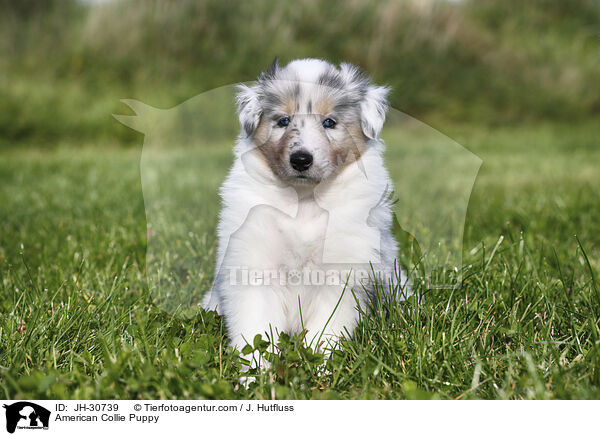 American Collie Puppy / JH-30739