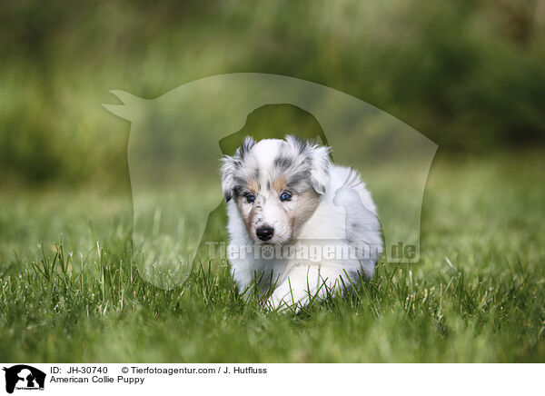 American Collie Puppy / JH-30740