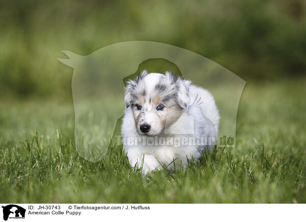 American Collie Puppy / JH-30743