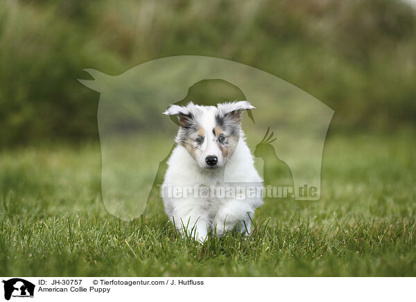American Collie Puppy / JH-30757